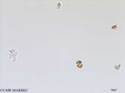 phyto/Scattered_Islands/iles_glorieuses/SIREME November 2015/Karlodinium veneficum (SIREME-Glorieuses2015-ech2-221116-photo11 gymno)(copy)_thumb.jpg
